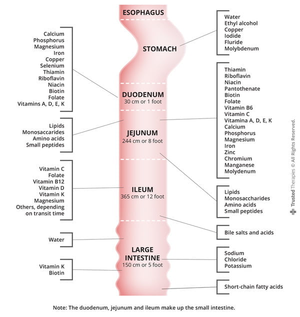 absorption Diagram of nutrient absorption in lower gut