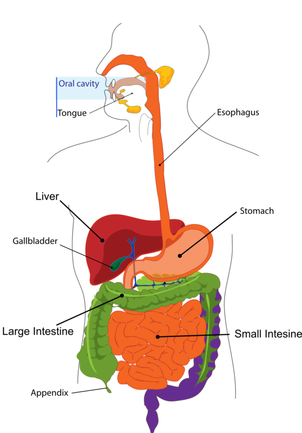 digestion-303364 Diagram of the gut