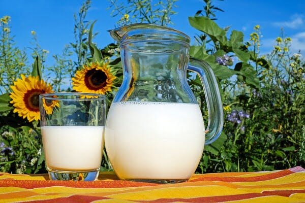 Glass and jug of milk by sunflowers