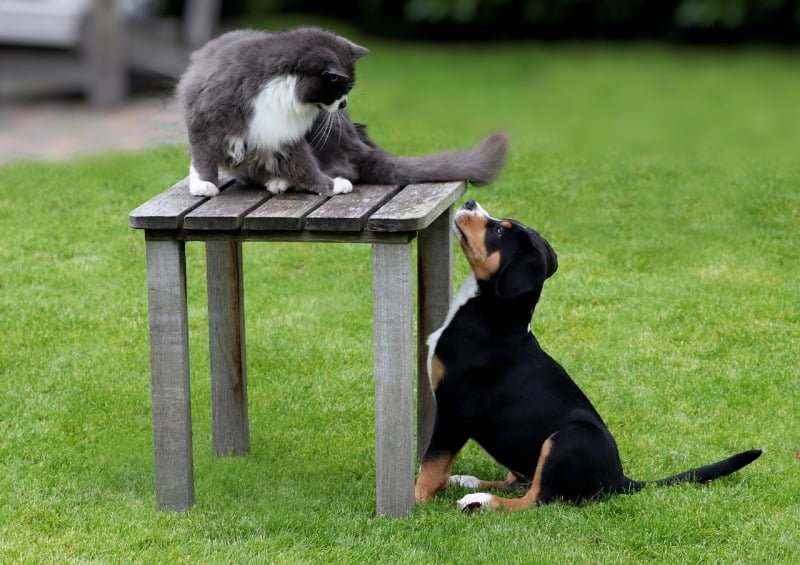 Dog and cat
