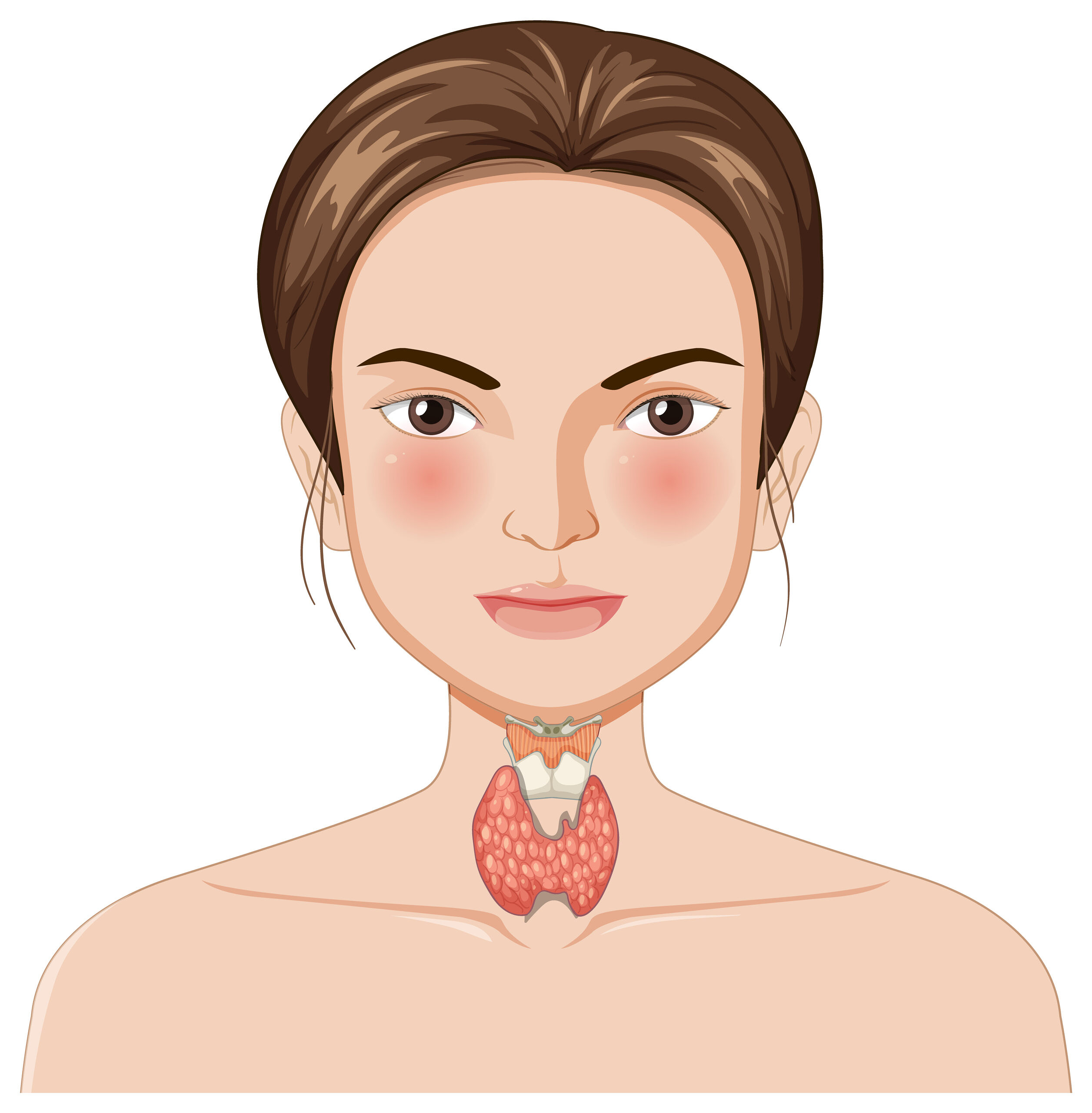 illustration of a female shoulders upwards showing the thyroid gland
