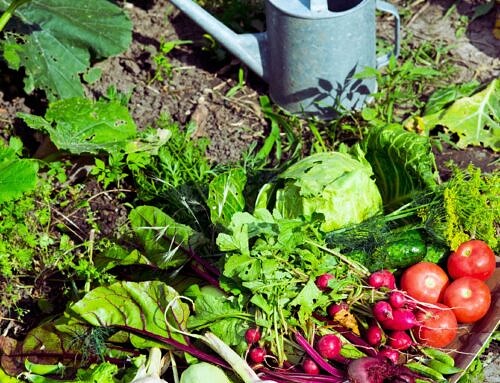 Fruit and Vegetables: Why You Need Them