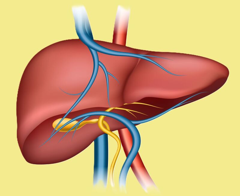 Illustration of human liver showing gallbladder