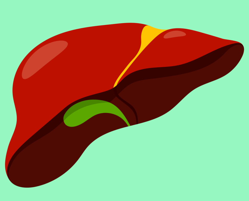 liver gallbladder liver image showing gallbladder