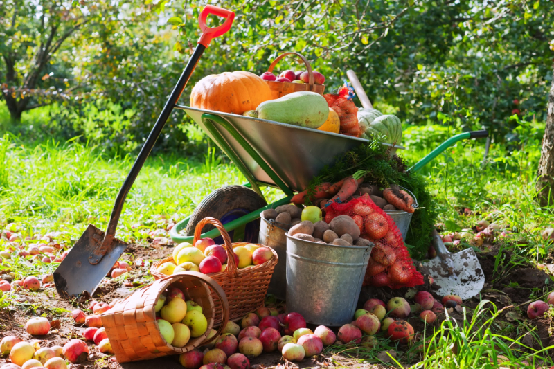 crop of vegetables (Bearfotos – Freepik) Basket of veg with sun hat and garding gloves