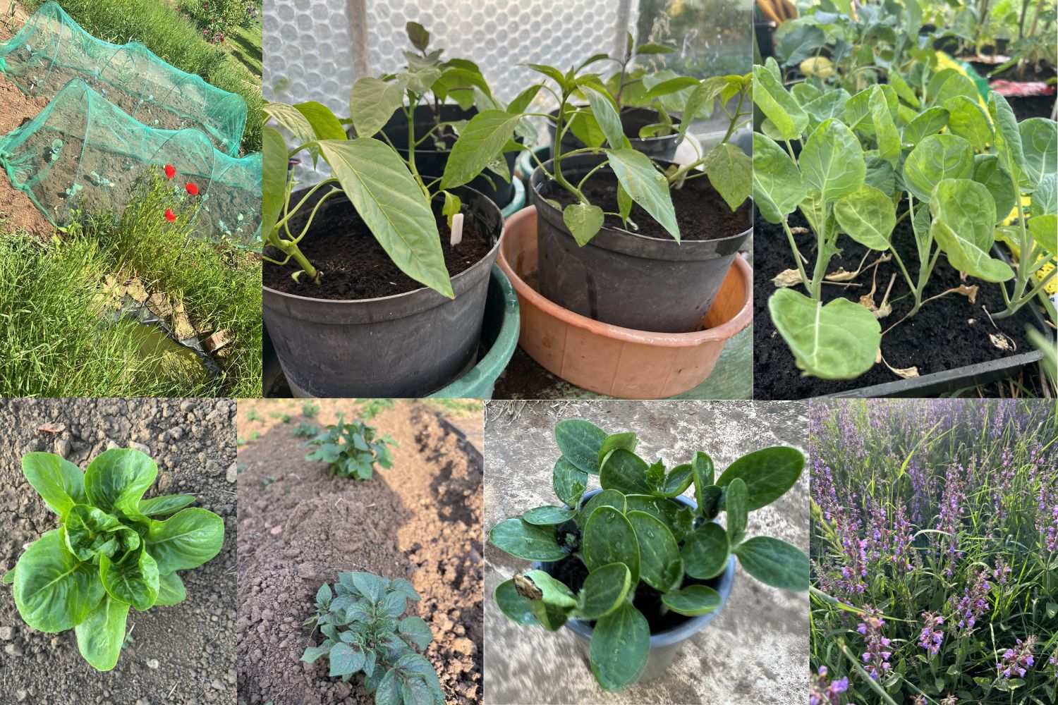 A selection of photographs showing young plants in the ground and in pots